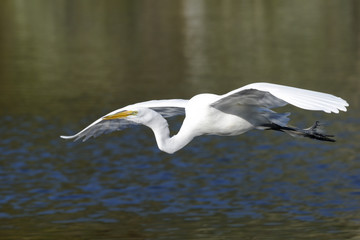 Wall Mural - ardea alba, great egret