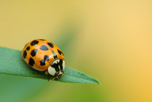 Droplet On Ladybug