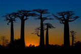 Fototapeta Las - Sunset and baobabs trees