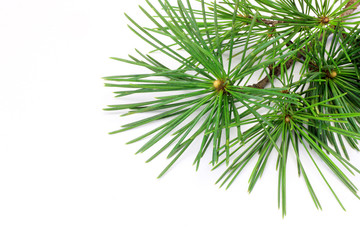 Sticker - pine