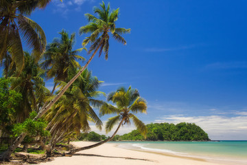 Wall Mural - Coconuts on the beach