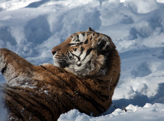 Wall Mural - Amur Tiger