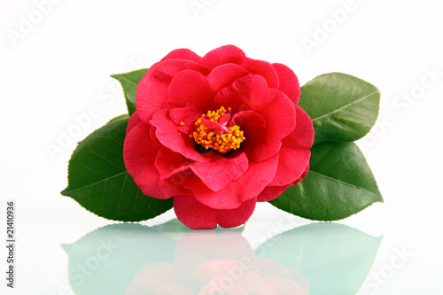 Fotografía A red flower - camellia with reflection