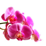 Fototapeta Storczyk - Flower orchid -  phalaenopsis