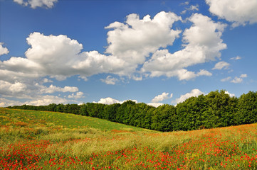 Wall Mural - Red poppies on the green field