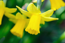Yellow Dwarf Trumpet Daffodils With Tiny White Petal Tips