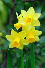 Yellow Dwarf Trumpet Daffodils With Tiny White Petal Tips