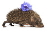hedgehog with flower