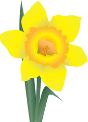 Canvas Print - daffodil