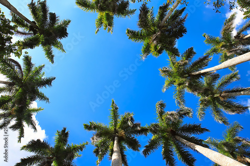 Naklejka ścienna Caribbean fan palms against the sky useful for background