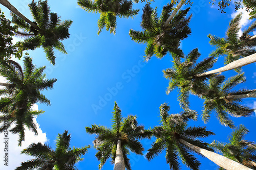 Nowoczesny obraz na płótnie Caribbean fan palms against the sky useful for background