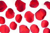 Red rose petals on white.