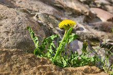 Dandelion Growing From The Stone Wall