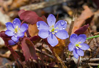 Sticker - Flowers of early spring 30