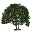 Baum - Erle