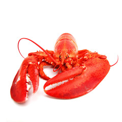 Wall Mural - isolated lobster