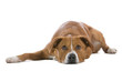 austrian pinscher dog lying down