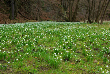 Poster - Märzenbecher - wild daffodil 40