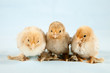 canvas print picture - Baby chicks