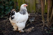 canvas print picture Big Brahma chicken with two baby chicks in background