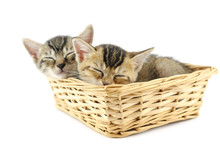 Kittens In Wicker Basket
