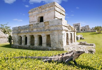 Poster - iguana on grass in Tulum mayan ruins