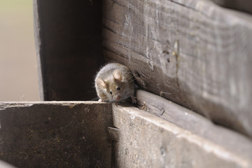 Wall Mural - house mouse, musculus domesticus