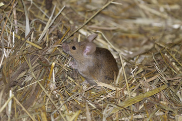 Wall Mural - house mouse, musculus domesticus