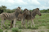 Fototapeta Konie - Zebras im Etoscha Nationalpark