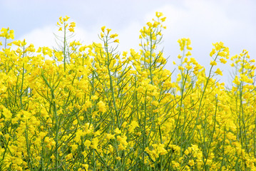 Poster - Raps -  Rapeseed 44