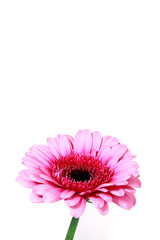 Gerbera