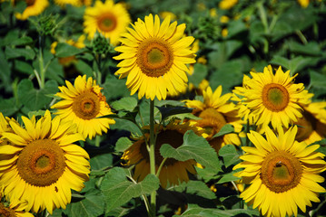  Sunflowers Meadow, Tuscany