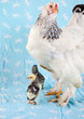 Leinwanddruck Bild - Adult Brahma chicken with two young
