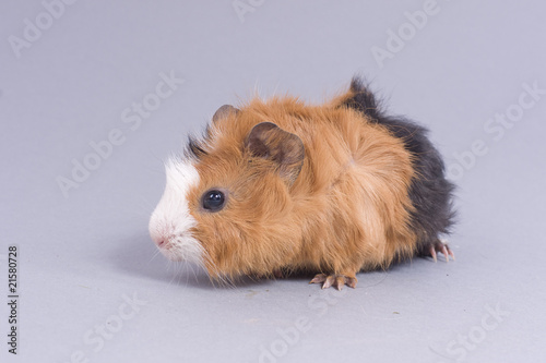 Bebe Cochon D Inde Rosette Sur Fond Gris Photo Stock Adobe Stock