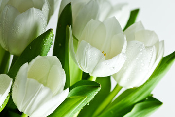Naklejka białe tulipany