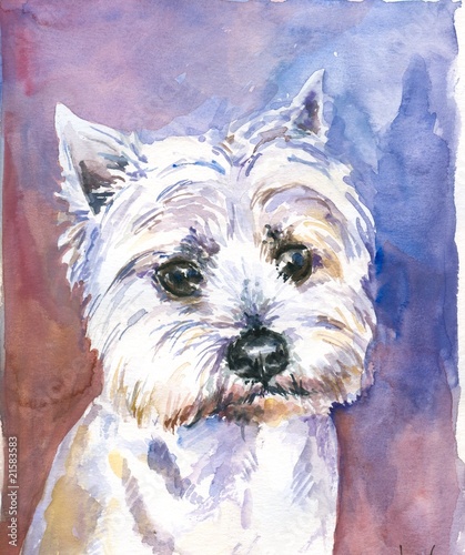 Fototapeta na wymiar Maltese dog watercolor painted