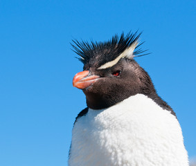 rockhopper penguin