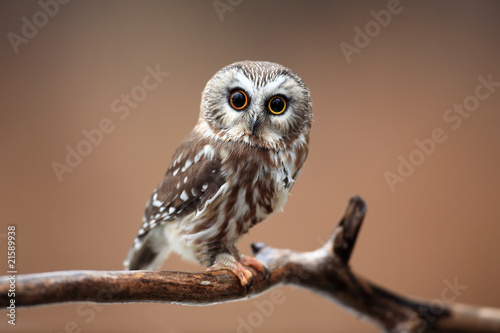 Cuadros en Lienzo Curious Saw-Whet Owl against blurred background.