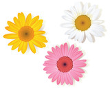 colorful daisy flowers on white