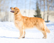 Golden retriever standing on the snow