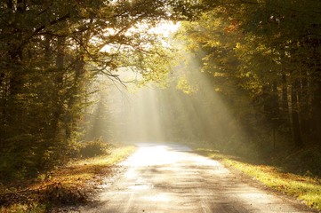 Wall Mural - Country road through autumn forest at sunrise