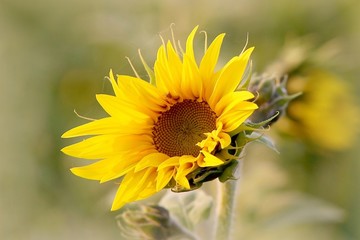 Wall Mural - Sunflower in the field backlit by the light of the setting sun