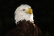portrait of the american bald eagle