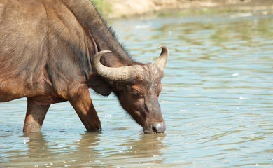 Sticker - Buffalo (Syncerus caffer) in the wild