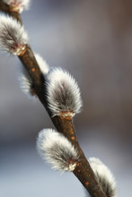 Pussy-willow (Salix)