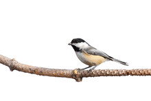 Profile Of A Chickadee Perched On Pine Branch