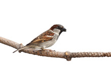 Full Profile Of Sparrow Holding A Sunflower Seed In Its Beak