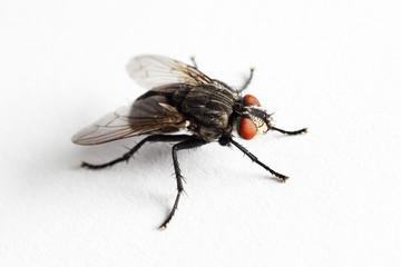 House fly (Muscidae Domestica)