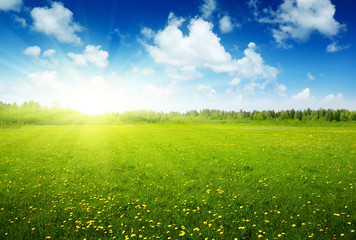 Wall Mural - field of spring flowers and perfect sky