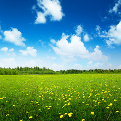 Poster - field of spring flowers and perfect sky